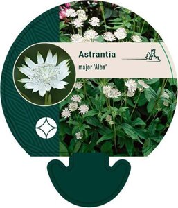 Astrantia maj. 'Alba' geen maat specificatie 0,55L/P9cm - afbeelding 1