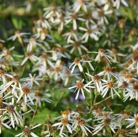 Aster macrophyllus 'Albus' geen maat specificatie 0,55L/P9cm