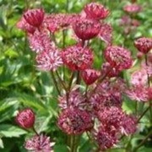 Astrantia maj. 'Claret' geen maat specificatie 0,55L/P9cm - afbeelding 1