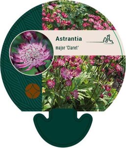 Astrantia maj. 'Claret' geen maat specificatie 0,55L/P9cm - afbeelding 3