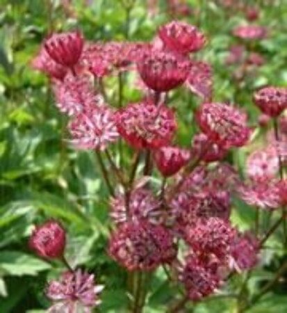 Astrantia maj. 'Claret' geen maat specificatie 0,55L/P9cm - afbeelding 2