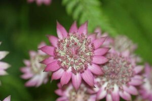 Astrantia maj. 'Roma' geen maat specificatie 0,55L/P9cm - afbeelding 7