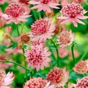 Astrantia maj. 'Roma' geen maat specificatie 0,55L/P9cm - afbeelding 5