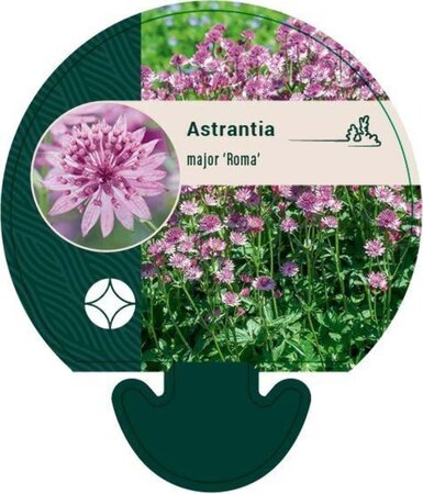 Astrantia maj. 'Roma' geen maat specificatie 0,55L/P9cm - afbeelding 4