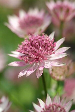 Astrantia maj. 'Roma' geen maat specificatie 0,55L/P9cm - afbeelding 8