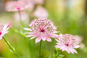 Astrantia maj. 'Roma' geen maat specificatie 0,55L/P9cm - afbeelding 2