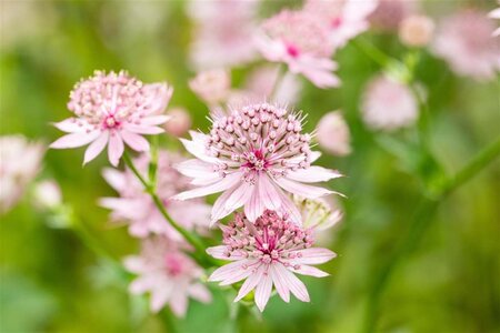 Astrantia maj. 'Roma' geen maat specificatie 0,55L/P9cm - afbeelding 3