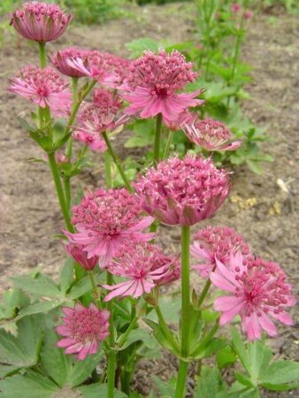 Astrantia maj. 'Roma' geen maat specificatie 0,55L/P9cm - afbeelding 6