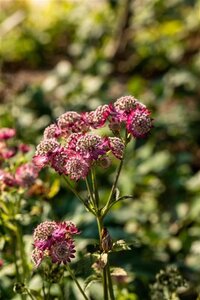 Astrantia maj. 'Rosensinfonie' geen maat specificatie 0,55L/P9cm - afbeelding 1