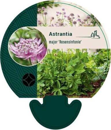 Astrantia maj. 'Rosensinfonie' geen maat specificatie 0,55L/P9cm - afbeelding 3