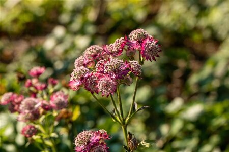 Astrantia maj. 'Rosensinfonie' geen maat specificatie 0,55L/P9cm - afbeelding 2