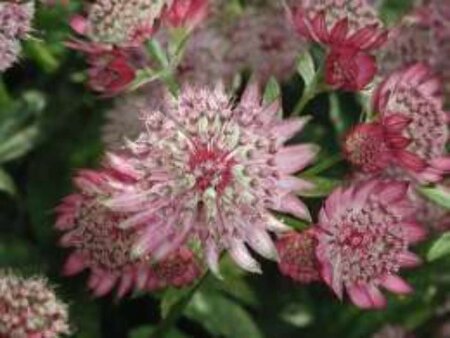 Astrantia maj. 'Rubra' geen maat specificatie 0,55L/P9cm - afbeelding 1