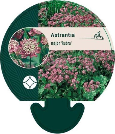 Astrantia maj. 'Rubra' geen maat specificatie 0,55L/P9cm - afbeelding 2