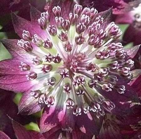 Astrantia maj. 'Star of Beauty' geen maat specificatie 0,55L/P9cm - afbeelding 1