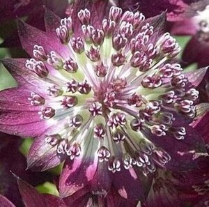 Astrantia maj. 'Star of Beauty' geen maat specificatie 0,55L/P9cm - afbeelding 1