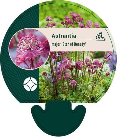 Astrantia maj. 'Star of Beauty' geen maat specificatie 0,55L/P9cm - afbeelding 2