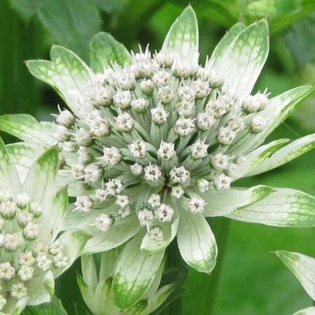 Astrantia maj. 'Star of Billion' geen maat specificatie 0,55L/P9cm