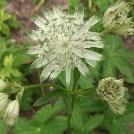 Astrantia maj. 'Snow Star' geen maat specificatie 0,55L/P9cm