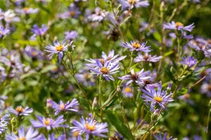 Aster macrophyllus 'Twilight' geen maat specificatie 0,55L/P9cm - afbeelding 1