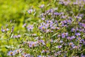 Aster macrophyllus 'Twilight' geen maat specificatie 0,55L/P9cm - afbeelding 2