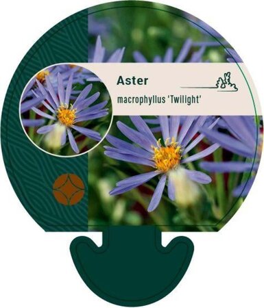 Aster macrophyllus 'Twilight' geen maat specificatie 0,55L/P9cm - afbeelding 3