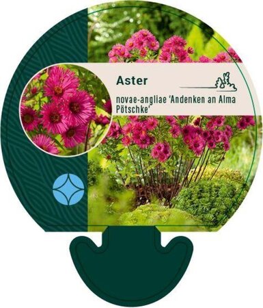 Aster n.-a. 'And. an Alma Pötschke' geen maat specificatie 0,55L/P9cm