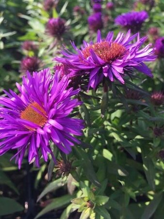 Aster n.-a. 'Purple Dome' geen maat specificatie 0,55L/P9cm - afbeelding 3