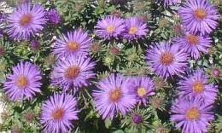 Aster n.-a. 'Purple Dome' geen maat specificatie 0,55L/P9cm - afbeelding 2