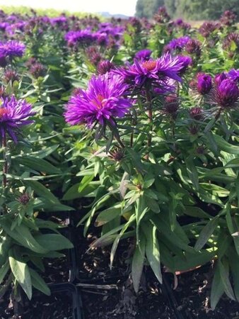 Aster n.-a. 'Purple Dome' geen maat specificatie 0,55L/P9cm - afbeelding 4