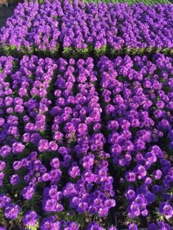 Aster n.-a. 'Purple Dome' geen maat specificatie 0,55L/P9cm - afbeelding 5