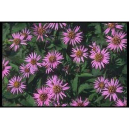 Aster n.-b. 'Marie Ballard' geen maat specificatie 0,55L/P9cm - afbeelding 5