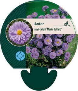 Aster n.-b. 'Marie Ballard' geen maat specificatie 0,55L/P9cm - afbeelding 4