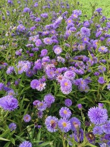 Aster n.-b. 'Marie Ballard' geen maat specificatie 0,55L/P9cm - afbeelding 1