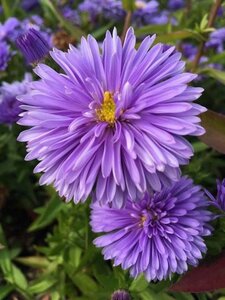 Aster n.-b. 'Marie Ballard' geen maat specificatie 0,55L/P9cm - afbeelding 2