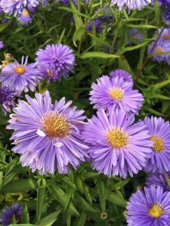 Aster n.-b. 'Marie Ballard' geen maat specificatie 0,55L/P9cm - afbeelding 3