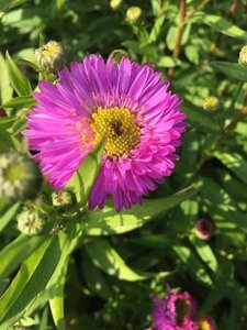 Aster n.-b. 'Sarah Ballard' geen maat specificatie 0,55L/P9cm - afbeelding 1