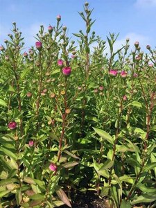 Aster n.-b. 'Sarah Ballard' geen maat specificatie 0,55L/P9cm - afbeelding 2