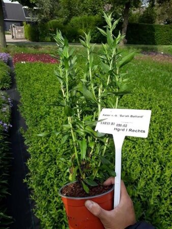 Aster n.-b. 'Sarah Ballard' geen maat specificatie 0,55L/P9cm - afbeelding 3