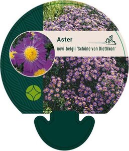 Aster n.-b. 'Schöne von Dietlikon' geen maat specificatie 0,55L/P9cm - afbeelding 1