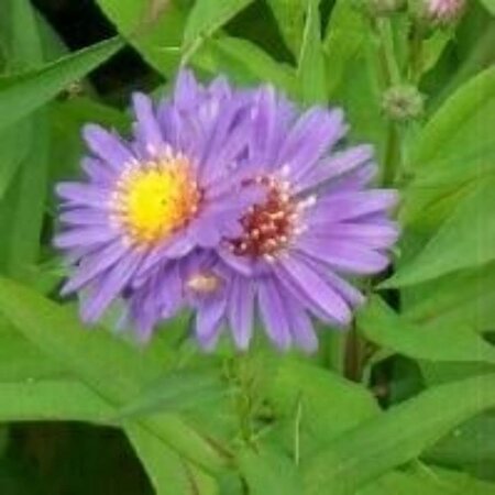 Aster n.-b. 'Schöne von Dietlikon' geen maat specificatie 0,55L/P9cm - afbeelding 2