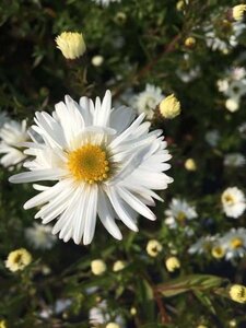 Aster n.-b. 'White Ladies' geen maat specificatie 0,55L/P9cm - afbeelding 2