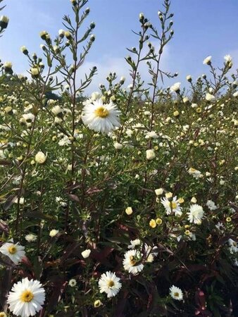 Aster n.-b. 'White Ladies' geen maat specificatie 0,55L/P9cm - afbeelding 3