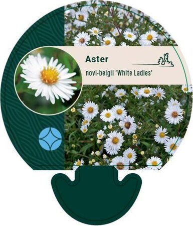 Aster n.-b. 'White Ladies' geen maat specificatie 0,55L/P9cm - afbeelding 1