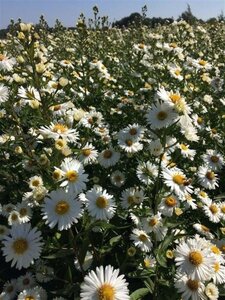 Aster n.-b. 'White Ladies' geen maat specificatie 0,55L/P9cm - afbeelding 4