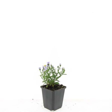 Aster (D) 'Prof. Anton Kippenberg' geen maat specificatie 0,55L/P9cm - afbeelding 9