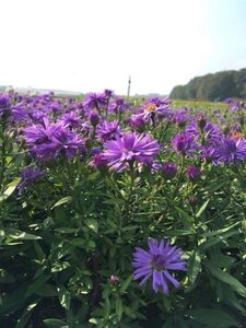 Aster (D) 'Prof. Anton Kippenberg' geen maat specificatie 0,55L/P9cm - afbeelding 8