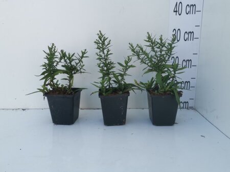 Aster (D) 'Prof. Anton Kippenberg' geen maat specificatie 0,55L/P9cm - afbeelding 2