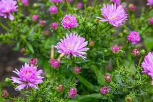 Aster (D) 'Prof. Anton Kippenberg' geen maat specificatie 0,55L/P9cm - afbeelding 12