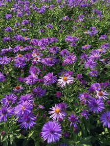 Aster (D) 'Prof. Anton Kippenberg' geen maat specificatie 0,55L/P9cm - afbeelding 7