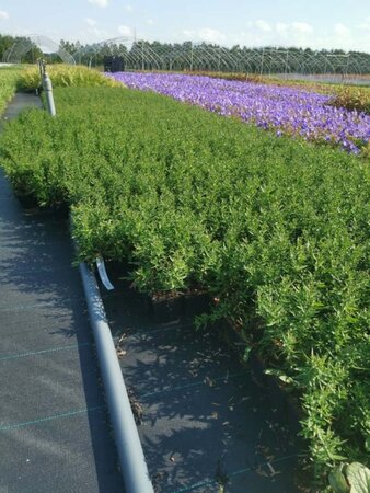 Aster (D) 'Prof. Anton Kippenberg' geen maat specificatie 0,55L/P9cm - afbeelding 13